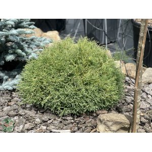 Tuja západná (Thuja occidentalis) ´MR . BOWLING BALL´ - výška 20-30 cm, Ø 20-30 cm, kont. C2L